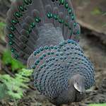 image for 🔥 Grey Peacock Pheasant 🔥