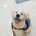 image for This is Bill. Yesterday he had his first day of training to be my medical alert dog. He's going to be the first medical alert dog for my illness in Australia and will learn how to save my life. Here he is wearing an assistance dog coat and visiting a shopping centre for the first time :)