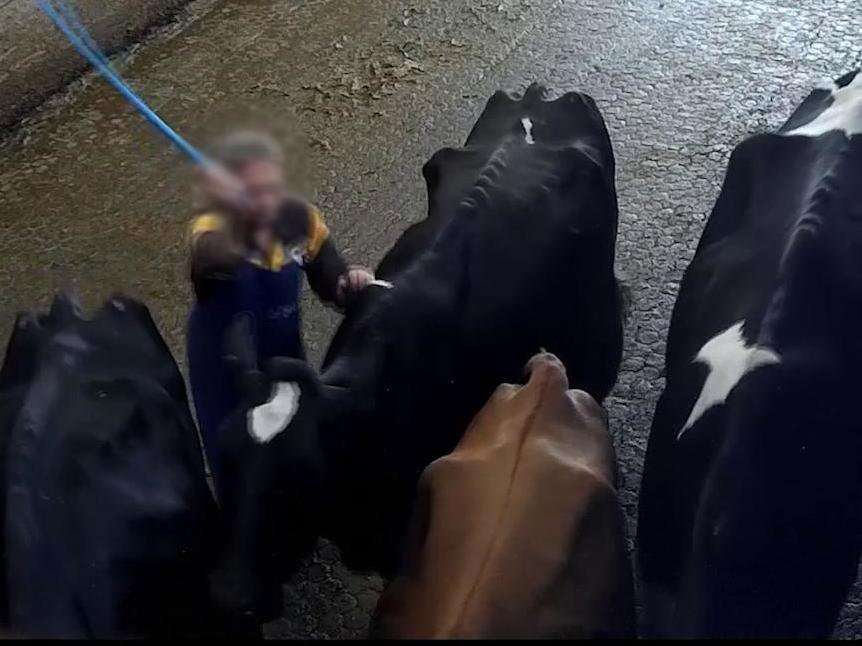 image for Cows sexually abused, hit and punched at company owned by NFU deputy president, footage shows