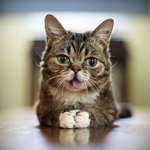 image for Lil Bub. She helped to raise more $500,000 for animals in need and helped change thousands of feline and canine lives. What a hero.