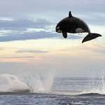 image for Here we see an 8 ton Orca leaping 15 Feet into the air..