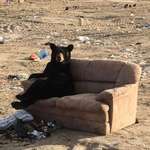 image for 🔥 bear was relaxing on thrown away chair in a very human position; he had one leg casually crossed over the other and was resting one arm on the armrest.