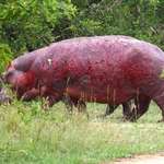 image for Only the strong survives- a hippo after a lion’s attack