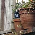 image for My neighbours have placed this on their wall facing into our garden. It looks like a mix between a camera and a speaker. Does anyone know what it is?