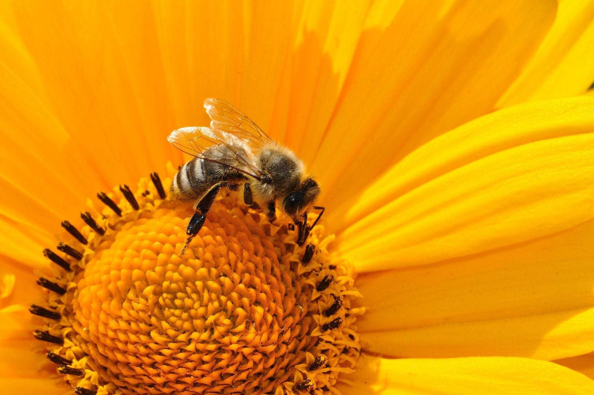 image for France bans two US pesticides, citing risk to bees