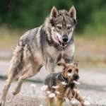 image for The Tamaskan is a dog breed that looks like a wolf but with zero wolf blood. It is a happy and friendly pet. No terriers were eaten in the making of this post.