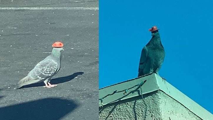 image for Someone is putting tiny cowboy hats on pigeons in Las Vegas as animal rescue works to remove them