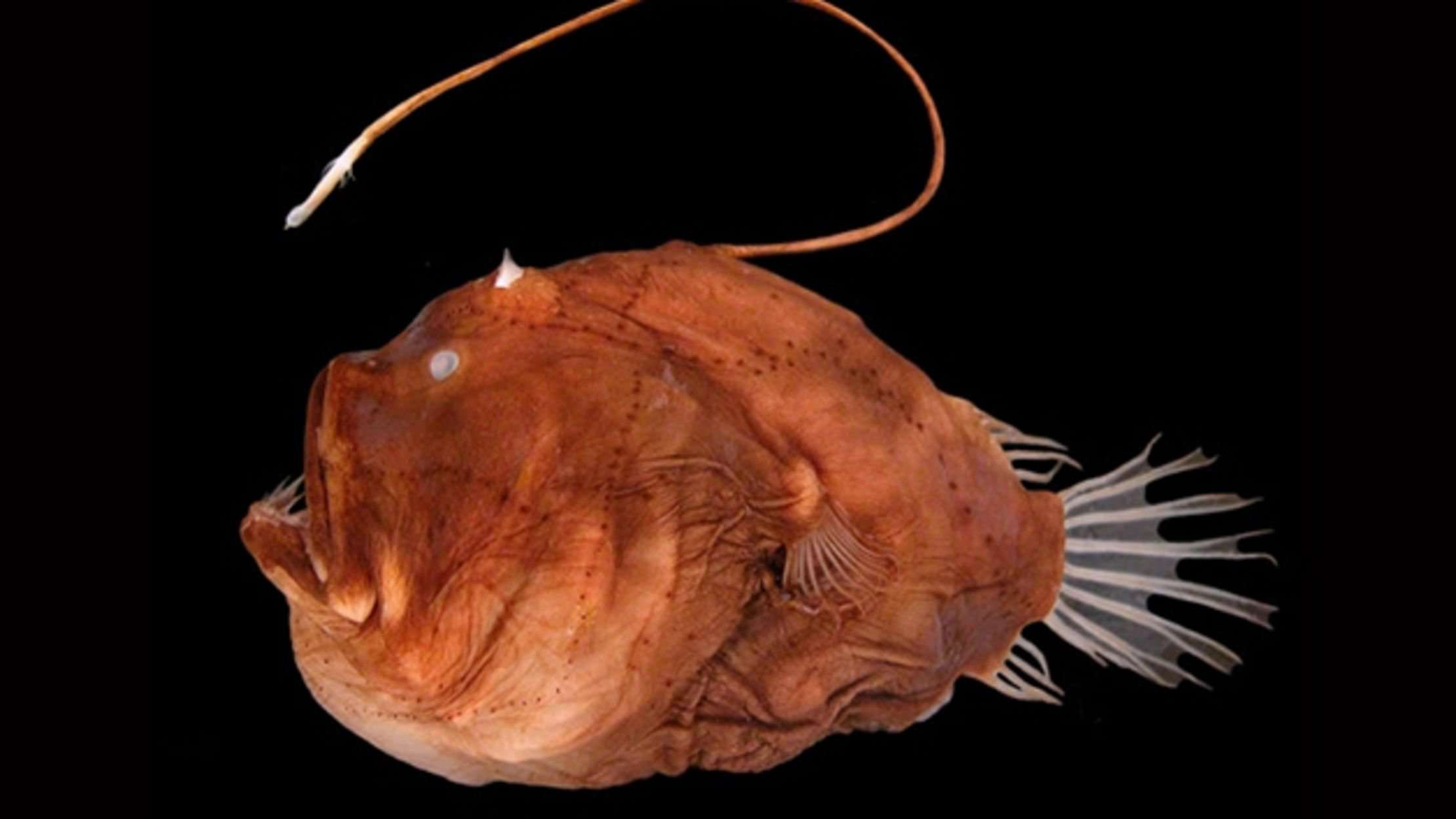image for The Horrors of Anglerfish Mating