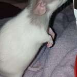 image for Hoping some of you at least find my baby dumbo ratty cute