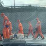 image for They use prisoners from the brig to walk dogs from a local animal shelter