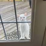 image for She never meows for us to let her in. She just.... intensely stares at us until we do.