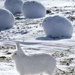 image for 🔥 Gorgeous Arctic hares 🔥