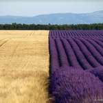 image for Perfect split between a wheat field and a lavender field