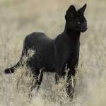 image for Rare melanistic serval.