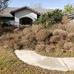 image for These tumbleweeds that piled up in front of my brother's house