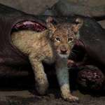 image for A lion cub explores the insides of the kill!