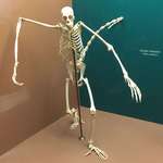 image for Skeleton of a spider monkey