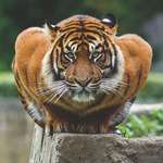 image for Crouching Tiger