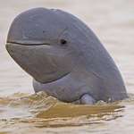 image for ðŸ”¥ A rare Irrawaddy Dolphin, only 92 are estimated to still exist. These dolphins have a bulging forehead, short beak, and 12-19 teeth on each side of both jaws.