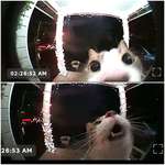 image for cat activated the video doorbell after being locked outside