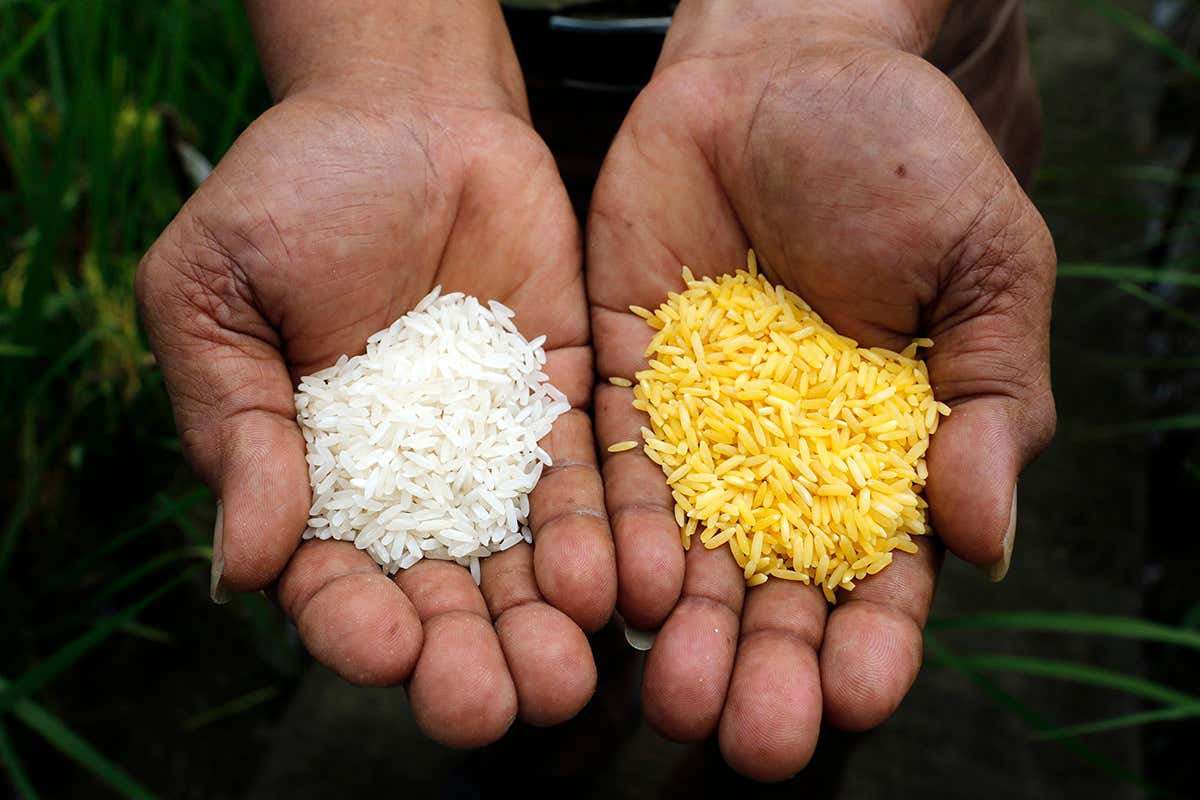 image for GM golden rice gets landmark safety approval in the Philippines