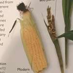 image for The difference between modern corn and corn before it was domesticated