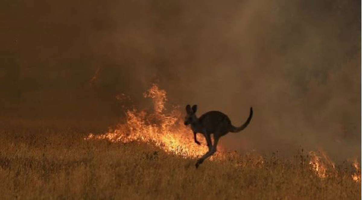 image for Half a billion animals perish in Australian bushfires