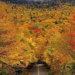 image for Tree Tunnel in Vermont