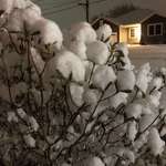 image for After a little snowfall, my tree looks like a cotton plant.