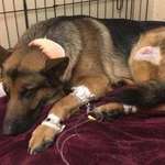 image for This heroic German Shepherd named "Rex" was shot multiple times and badly beaten while protecting his 16-year-old human from burglars
