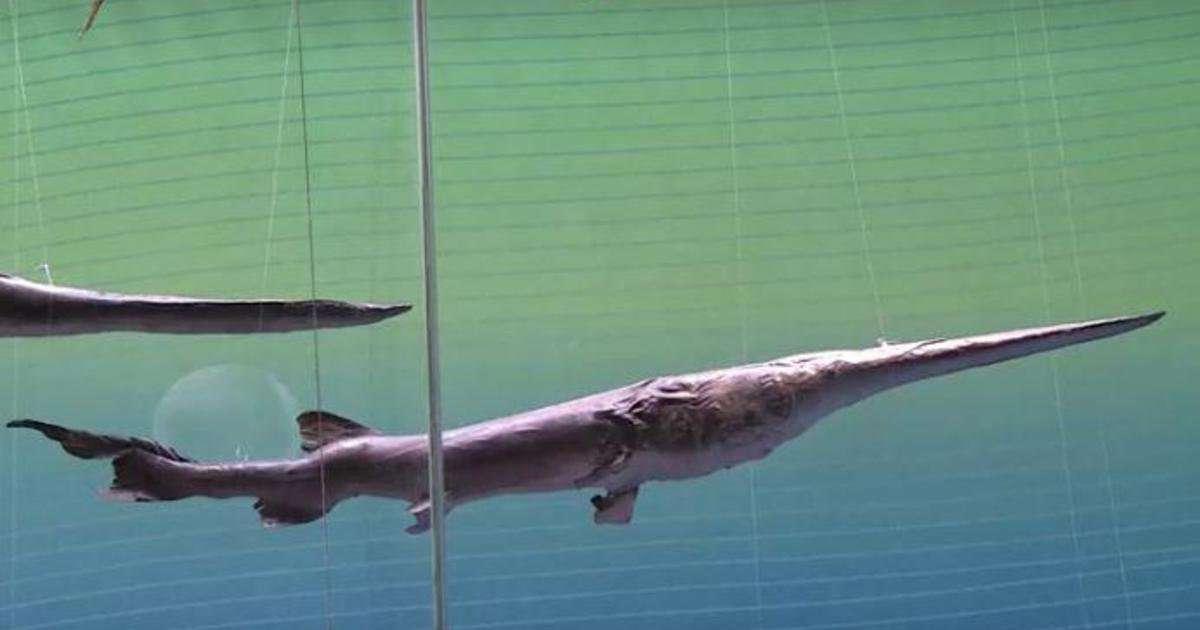 image for Giant Chinese paddlefish declared extinct after surviving 150 million years