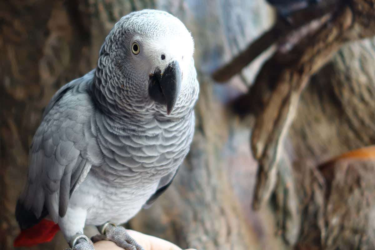 image for African grey parrots are smart enough to help a bird in need