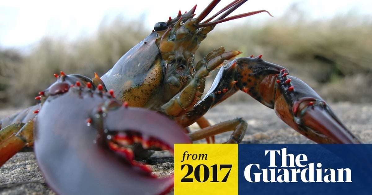 image for Two Buddhists fined £15,000 for releasing crustaceans into sea
