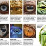 image for 🔥 The who's and why's of Animal Eyes 🔥