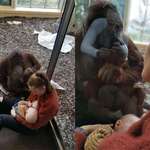 image for This mama Orangutan got close to a breastfeeding mom and her newborn and sa with them for a good half hour. They may be species apart but this act of feeding their young connected them during that moment. We’re all experiencing life on this planet, compassion goes a long way (by Gemma Copeland)