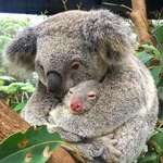 image for Koala mother and son rescued from fires in Australia