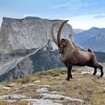 image for Alpine Ibex looks majestic
