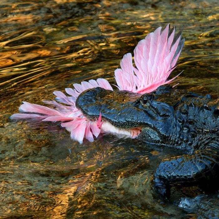 image showing Alligator vs Flamingo