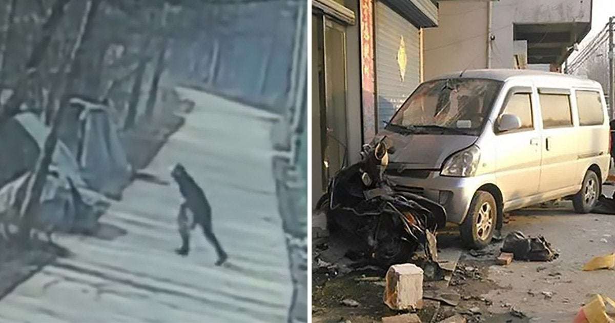 image for Dog killer dies after pet owner rams him into a brick wall with his car