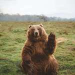 image for 🔥 absolute unit kodiak bear