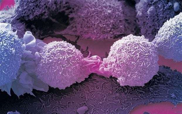 image for Immune cell which kills most cancers discovered by accident by British scientists in major breakthrough