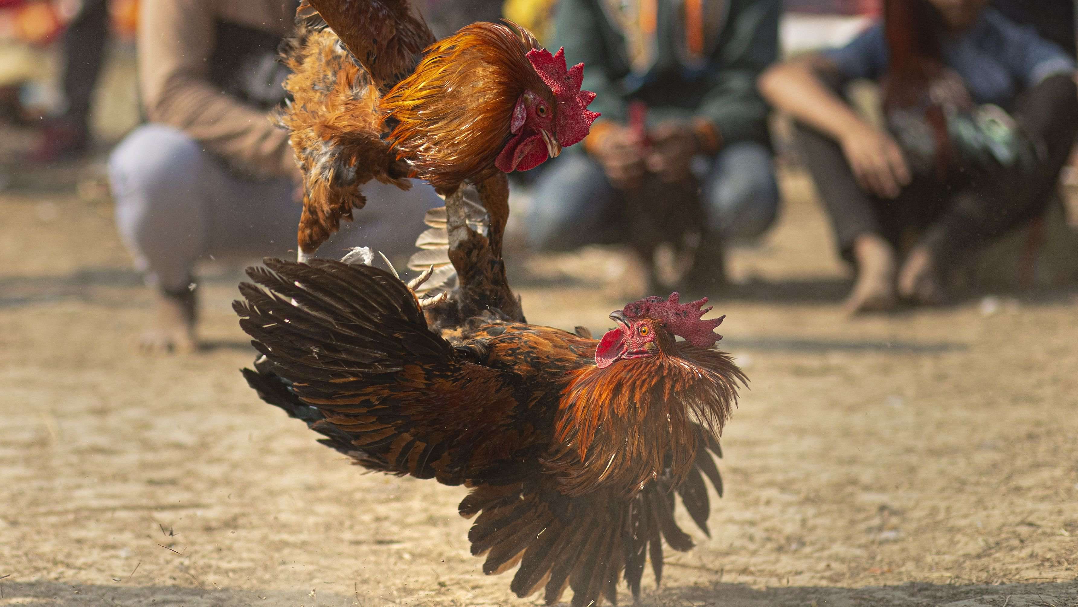 image for Man killed by blade-wielding rooster during illegal cockfight
