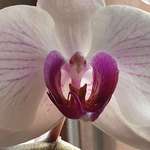 image for This orchid really looks like an eagle