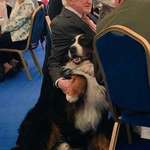 image for The president of Ireland ALWAYS has his DOG around him! Part 2