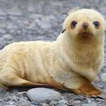 image for About one in 1000 fur seals are born pale blonde