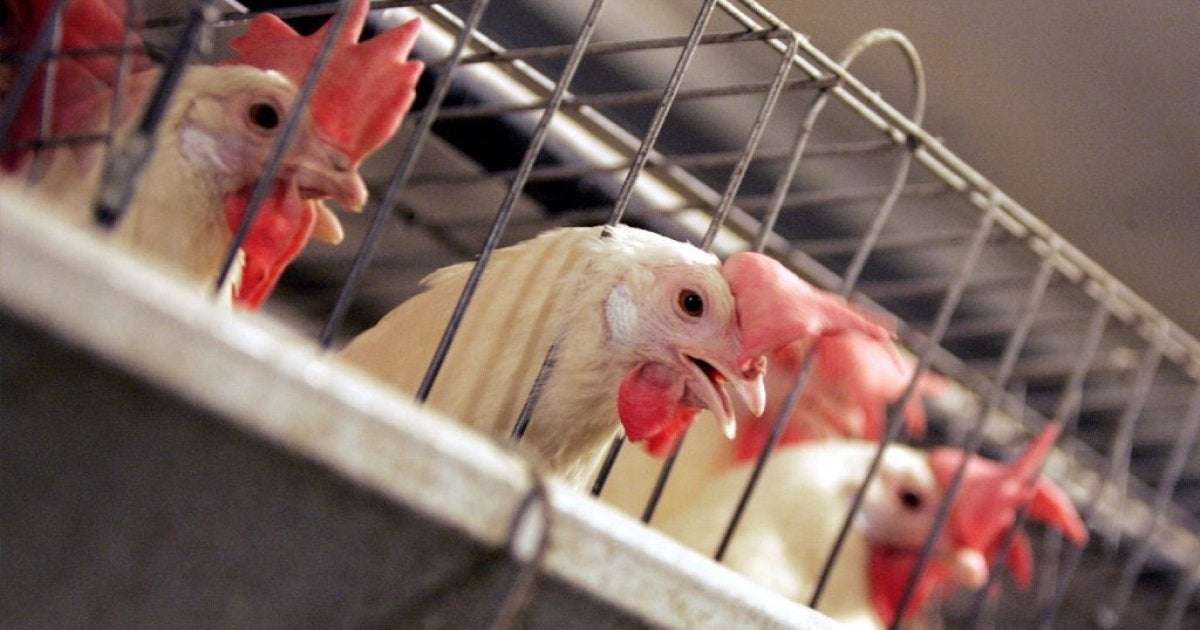 image for U.S. wants the EU to accept chemical-washed chicken as part of trade deal