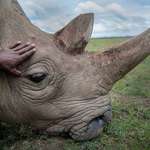 image for One of the last two northern white rhinos on the planet