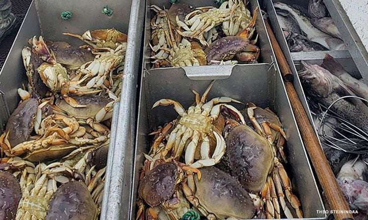 image for The Pacific Ocean is so acidic that it's dissolving Dungeness crabs' shells