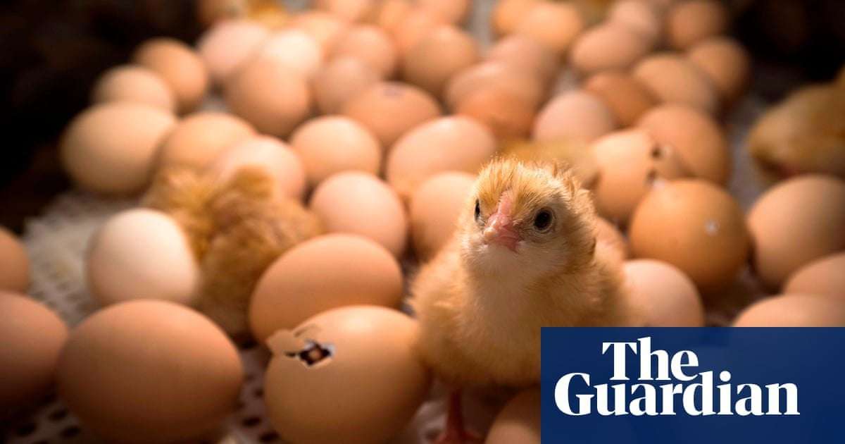 image for France moves to ban mass live-shredding of male chicks
