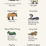 image for Animals with Misleading Names